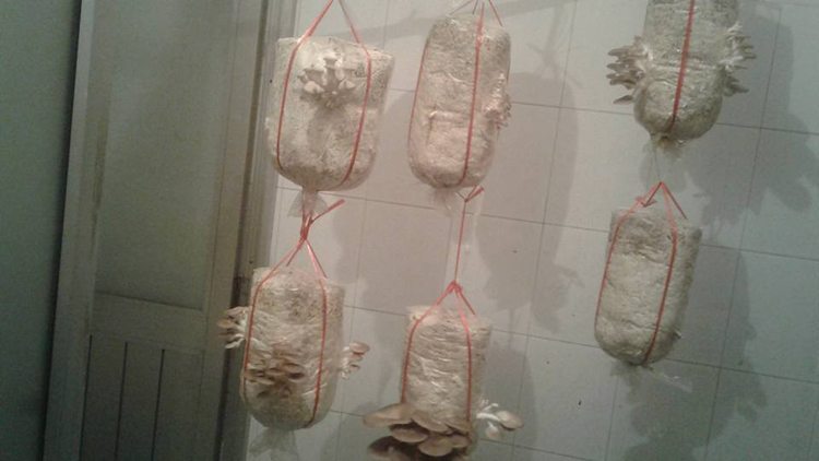 Hướng dẫn cách trồng nấm sò (nấm bào ngư) tại nhà