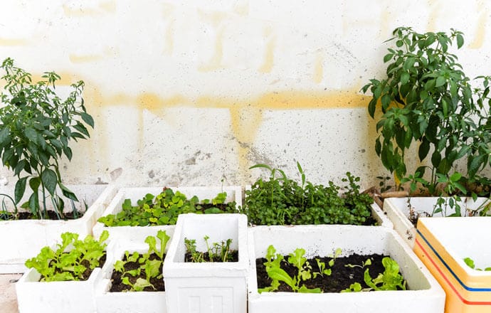 Hướng dẫn cách trồng rau mầm trong thùng xốp tại nhà