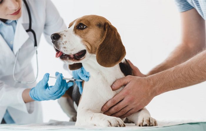 Tiêm Vaccine muộn cho chó có làm sao không? Cần chú ý những gì?