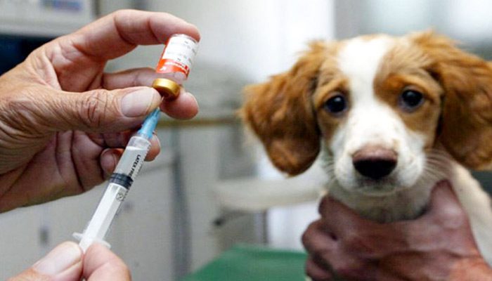 Tiêm Vaccine muộn cho chó có làm sao không? Cần chú ý những gì?