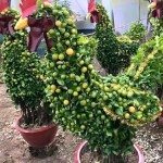 Cây quất hình con gà