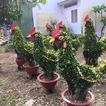 Cây quất hình con gà