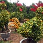 Cây quất hình con gà