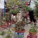 kinh doanh cây cảnh đón tết