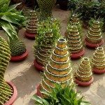 cây cảnh cực đẹp