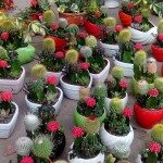 hoa xương rồng cảnh