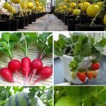 Hạt giống cây trồng hoa rau củ quả các loại tại VƯỜN RAU VIỆT của cô Duyên