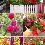 Hạt giống hoa được trồng trong chậu sau một thời gian chăm sóc