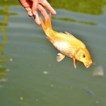Lễ nghi Thả cá chép tiễn ông Công ông Táo bay về trời cũng là lúc tạm biệt những vui-buồn, được-mất của năm cũ, là thời khắc để cầu nguyện cho những điều tốt lành nhất cho năm mới sắp tới.