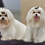 Cho Maltese thi Dog Show